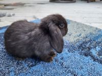 Holland Lop Rabbits for sale in Commerce Charter Twp, MI, USA. price: $25
