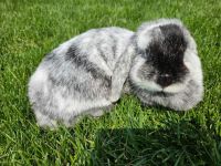 Holland Lop Rabbits for sale in Detroit, MI, USA. price: $150