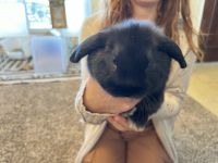 Holland Lop Rabbits for sale in Baytown, Texas. price: $100