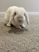Holland Lop Rabbits for sale in Maple Valley, Washington. price: $250