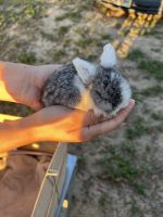 Holland Lop Rabbits for sale in Haines City, Florida. price: $25