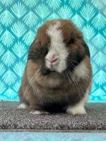 Holland Lop Rabbits for sale in Prince George, VA, USA. price: $150
