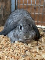 Holland Lop Rabbits for sale in Mascotte, Florida. price: $75