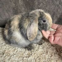 Holland Lop Rabbits for sale in Schenectady, New York. price: $80
