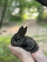 Holland Lop Rabbits for sale in Waco, Texas. price: $85