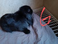 Holland Lop Rabbits for sale in Bethlehem, Pennsylvania. price: $20