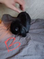 Holland Lop Rabbits for sale in Bethlehem, Pennsylvania. price: $30