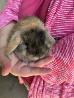 Holland Lop Rabbits for sale in San Diego, California. price: $300