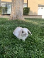 Holland Lop Rabbits for sale in Rancho Cucamonga, California. price: $75