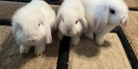 Holland Lop Rabbits for sale in Brooksville, Florida. price: NA