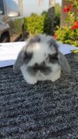 Holland Lop Rabbits for sale in Riverside, CA 92503, USA. price: $200