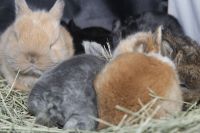 Holland Lop Rabbits for sale in Riverside, CA 92503, USA. price: $200