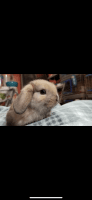 Holland Lop Rabbits for sale in Everett, MA 02149, USA. price: $150