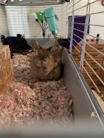Holland Lop Rabbits for sale in Waynesville, NC 28785, USA. price: $50