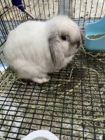 Holland Lop Rabbits for sale in Tampa, FL, USA. price: $200