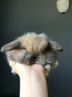 Holland Lop Rabbits for sale in Monmouth County, NJ, USA. price: $400