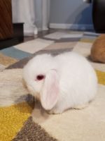 Holland Lop Rabbits for sale in 36821 Carriage Dr, Sterling Heights, MI 48310, USA. price: $65