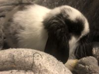 Holland Lop Rabbits for sale in Chandler, AZ, USA. price: $250