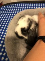 Holland Lop Rabbits for sale in Chandler, AZ, USA. price: $250