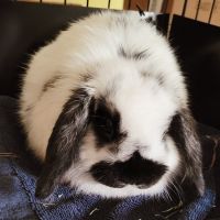 Holland Lop Rabbits for sale in Faribault, MN 55021, USA. price: $30