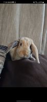 Holland Mini-Lop Rabbits for sale in Toledo, Ohio. price: $50