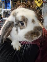 Holland Mini-Lop Rabbits for sale in Utica, MI 48315, USA. price: $60