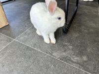 Holland Mini-Lop Rabbits Photos