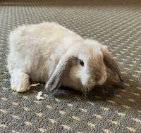 Holland Mini-Lop Rabbits Photos