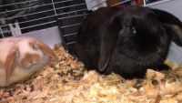 Holland Mini-Lop Rabbits for sale in Howell, NJ, USA. price: $35