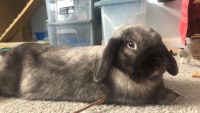 Holland Mini-Lop Rabbits for sale in Dallas, GA, USA. price: $20