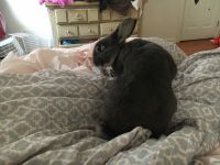 Holland Mini-Lop Rabbits for sale in New York, NY, USA. price: $15