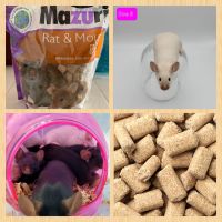 House Mouse Rodents for sale in Antioch, CA, USA. price: $15