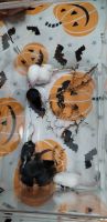 House Mouse Rodents for sale in Bowie, TX 76230, USA. price: $5