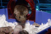 House Mouse Rodents for sale in Bowie, TX 76230, USA. price: $2