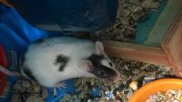 House Mouse Rodents for sale in Spokane Valley, WA, USA. price: $10
