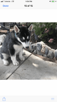 Hovawart Puppies for sale in Perris, CA, USA. price: $350