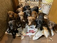 Hungarian Vizsla Puppies for sale in Little Rock, AR, USA. price: $150