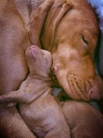 Hungarian Vizsla Puppies for sale in Magnolia, TX, USA. price: NA