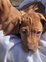 Hungarian Vizsla Puppies for sale in Morrison, Colorado. price: $850