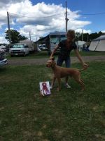 Hungarian Wirehaired Vizsla Puppies for sale in Clay Township, MI, USA. price: $800