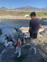 Huntaway Puppies for sale in West Valley City, UT, USA. price: $500