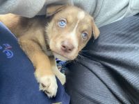 Hygenhund Puppies for sale in Norcross, GA, USA. price: $300