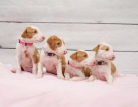 Ibizan Hound Puppies Photos