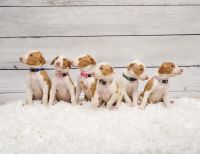 Ibizan Hound Puppies Photos
