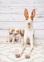 Ibizan Hound Puppies for sale in Miami, FL 33155, USA. price: $500