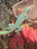 Iguana Reptiles for sale in Converse, TX 78109, USA. price: $150