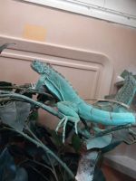 Iguana Reptiles for sale in Clarksville, IN 47129, USA. price: $60,100