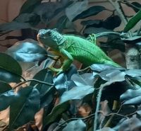 Iguana Reptiles Photos