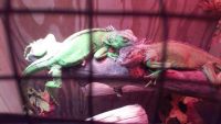 Iguana Reptiles for sale in Cincinnati, OH, USA. price: NA