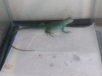 Iguana Iguana Reptiles for sale in Paterson, NJ 07522, USA. price: $200